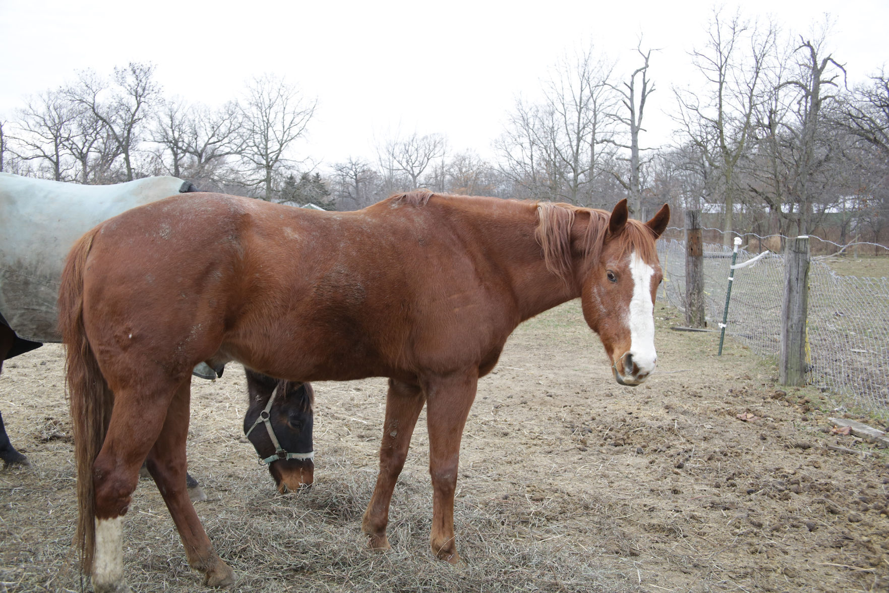 Erin's Farm animal sanctuary